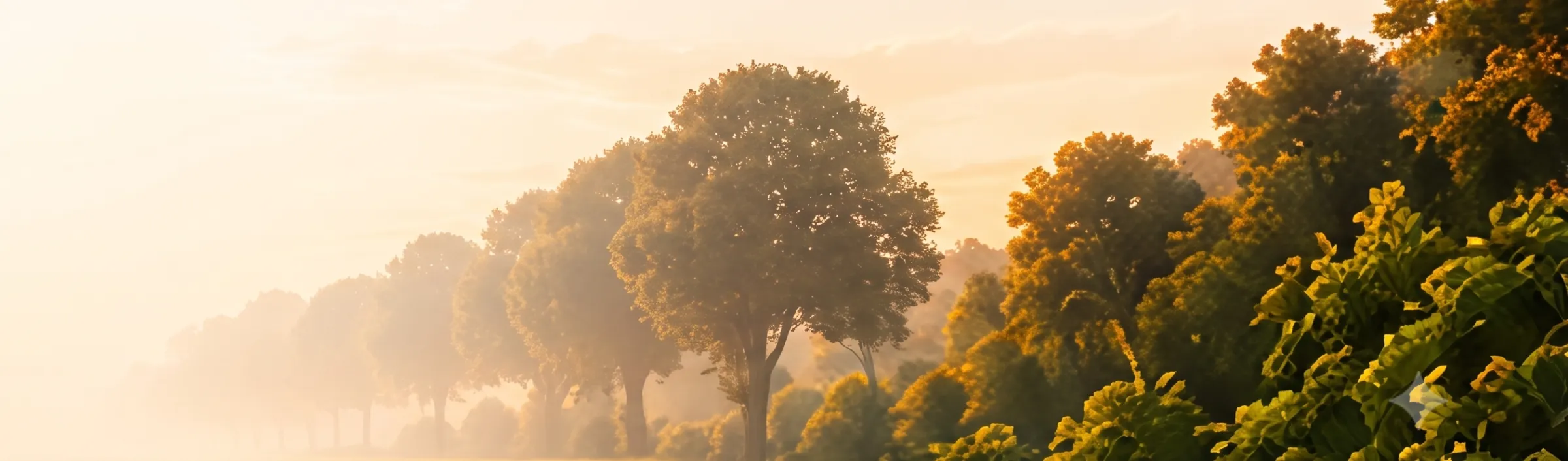 A misty morning field with a row of trees